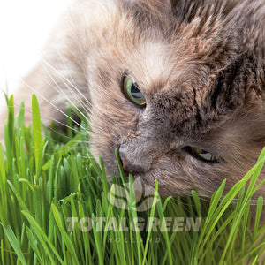 Cats Grass Grow Kit