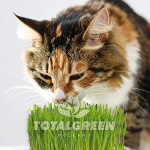 Cat Grass