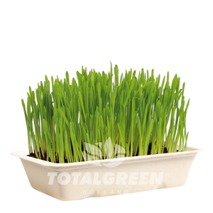 Cat Grass