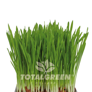 Mini Starter Garden Cat Grass