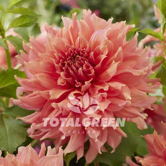 Dahlia Fairway Spur