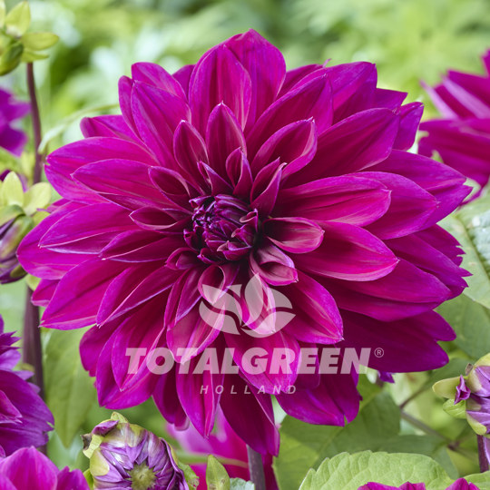 Dahlia Thomas Edison