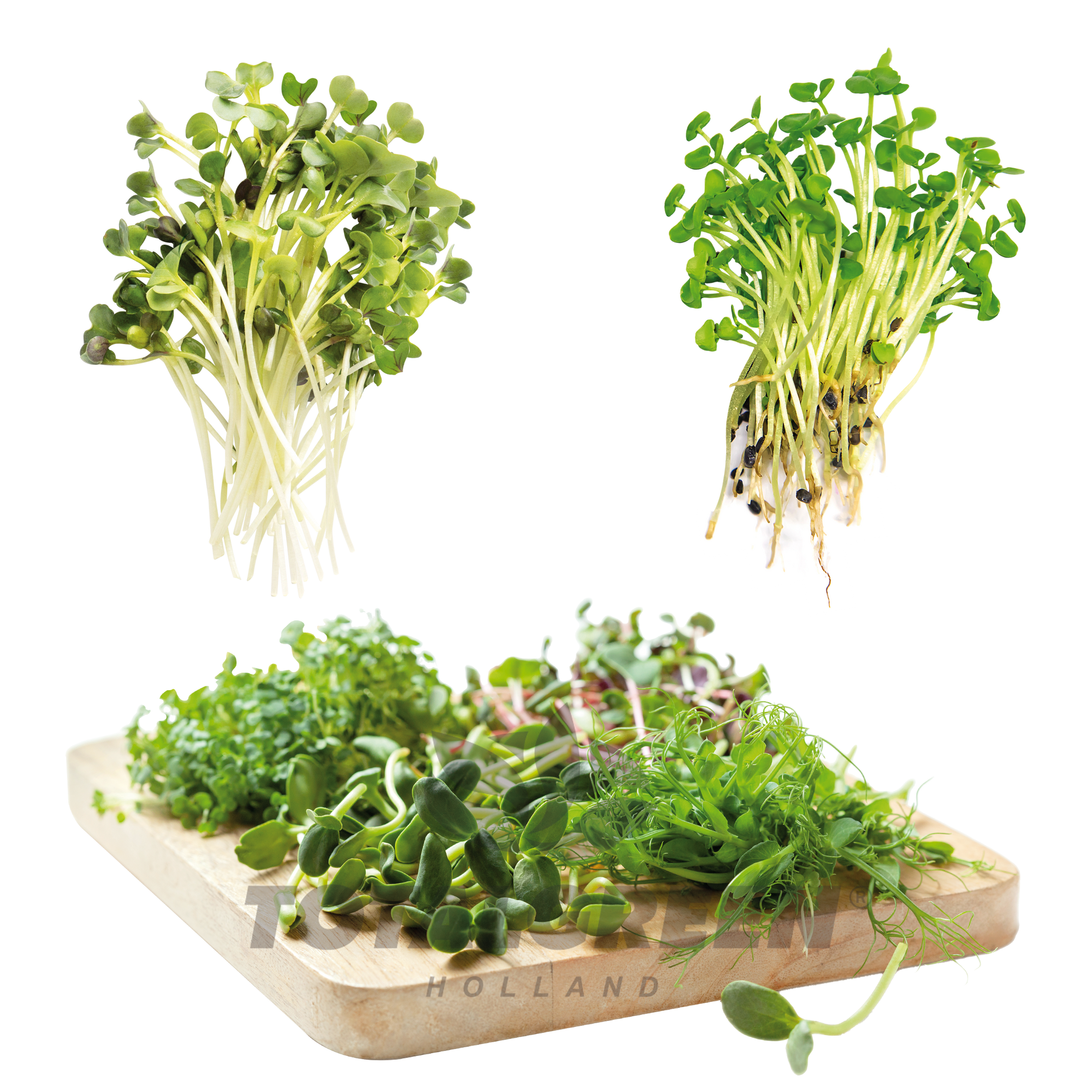 Seed Kits Microgreens