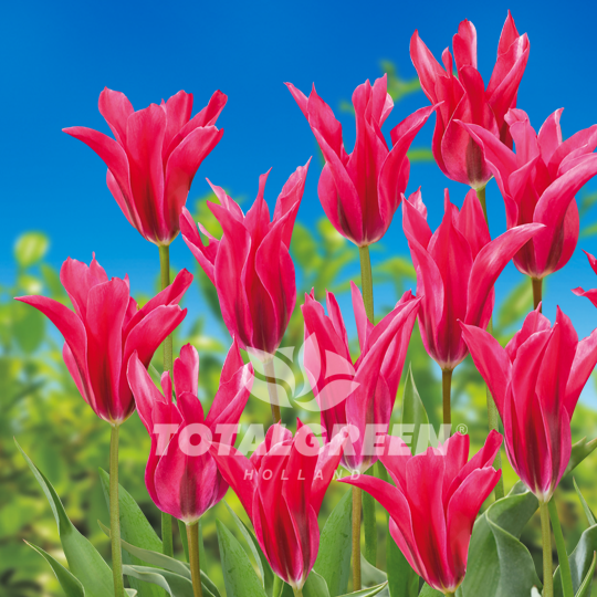 Tulips Lily Flowering Pink