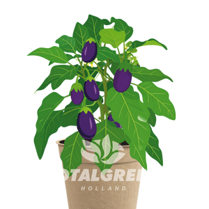 Biodegradable Grow Kit