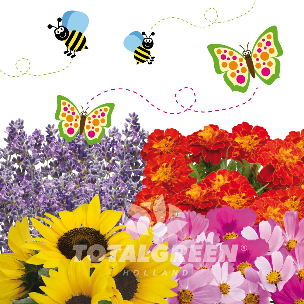 flower seeds from holland Pollinator Seeds Garden - Planting Instructions
