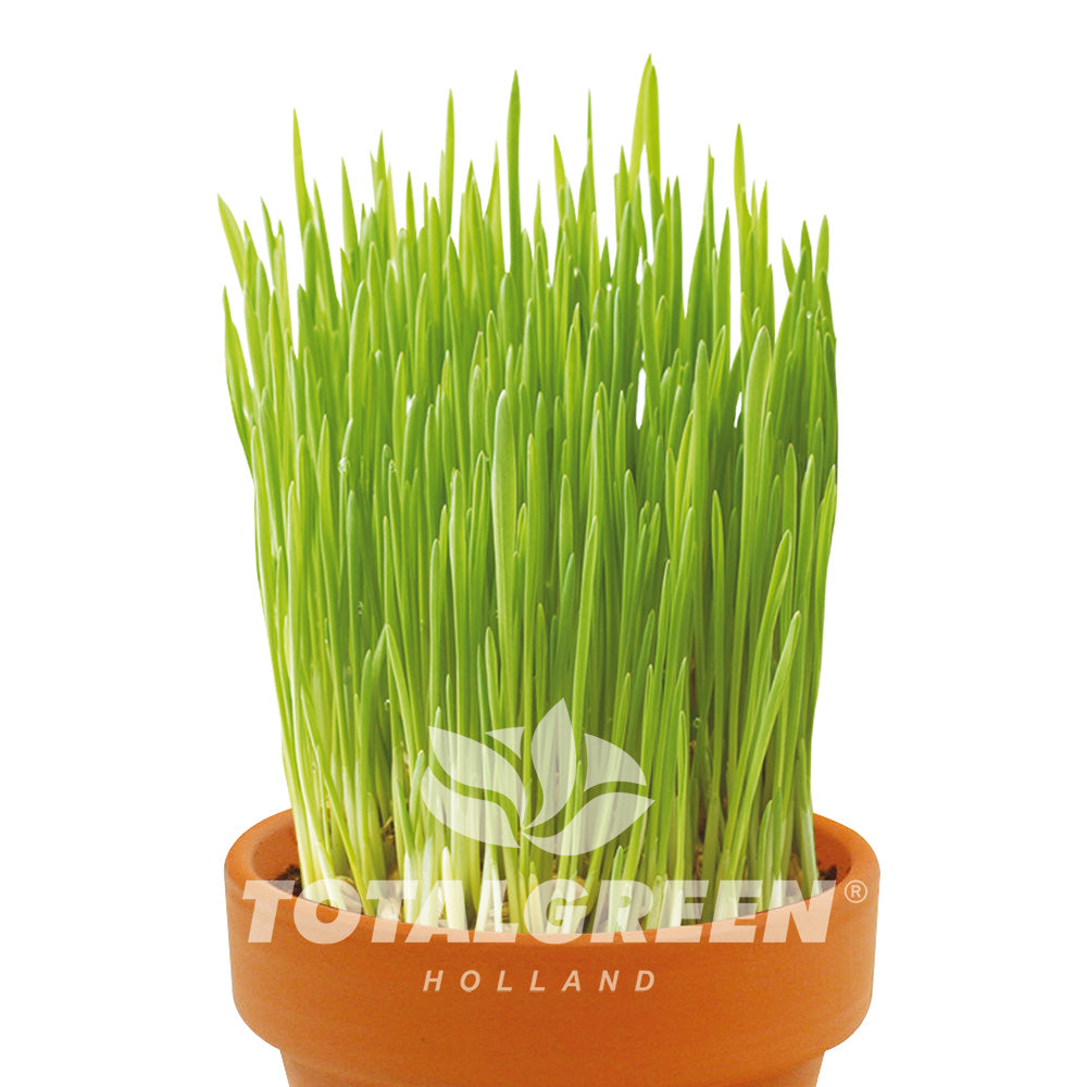 Holiday Gift Grow Kit Cat Grass