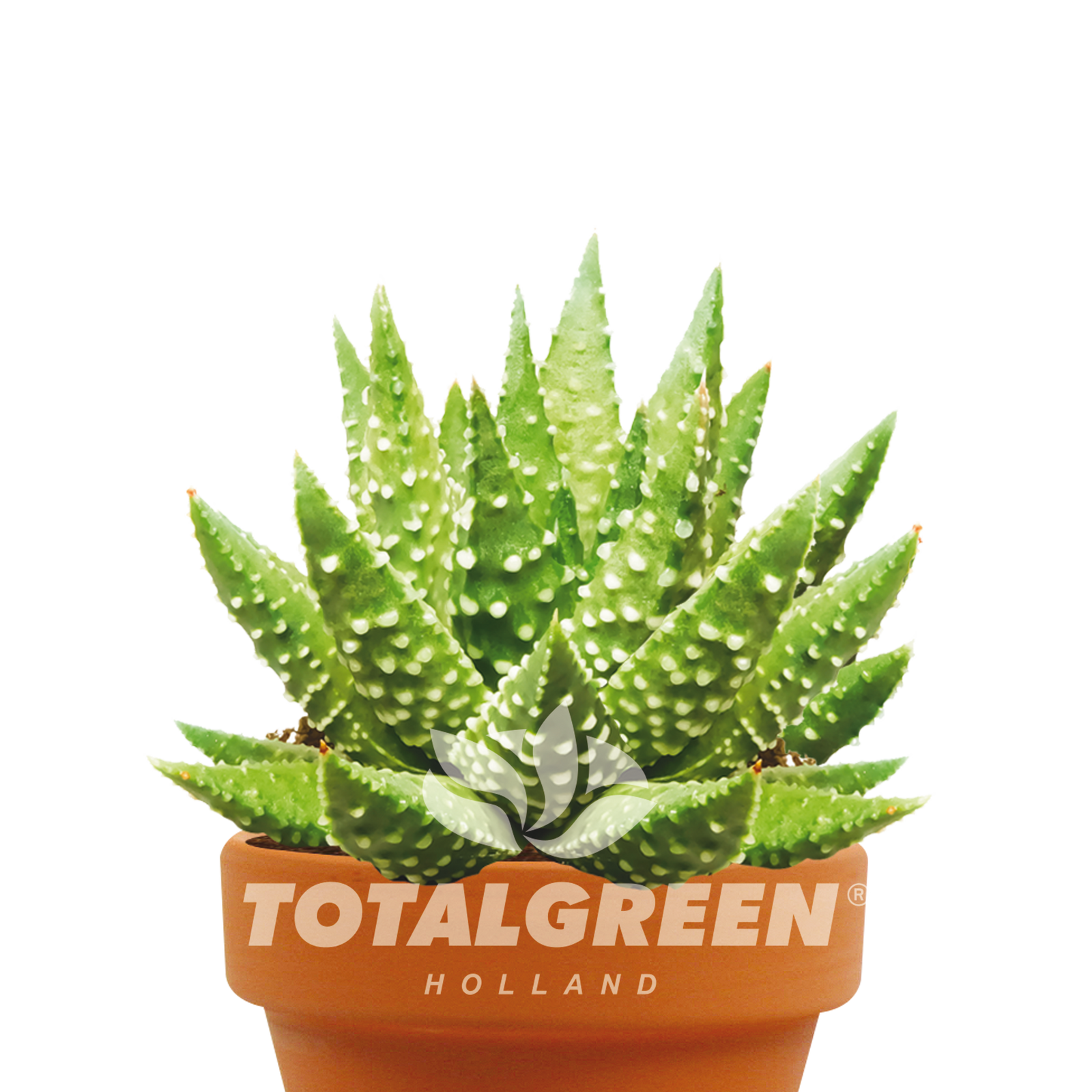 Haworthia Gift Grow Kit