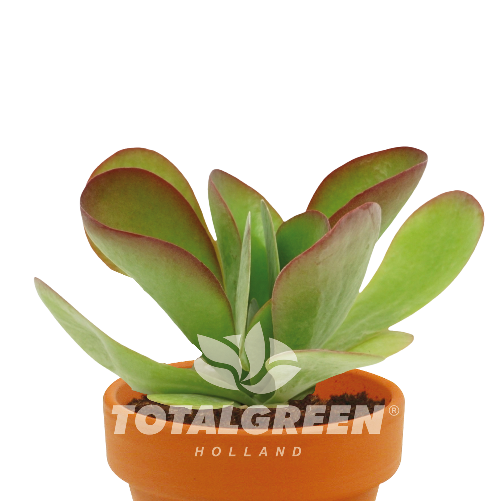 Kalanchoe Gift Grow Kit