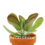 Kalanchoe Gift Grow Kit