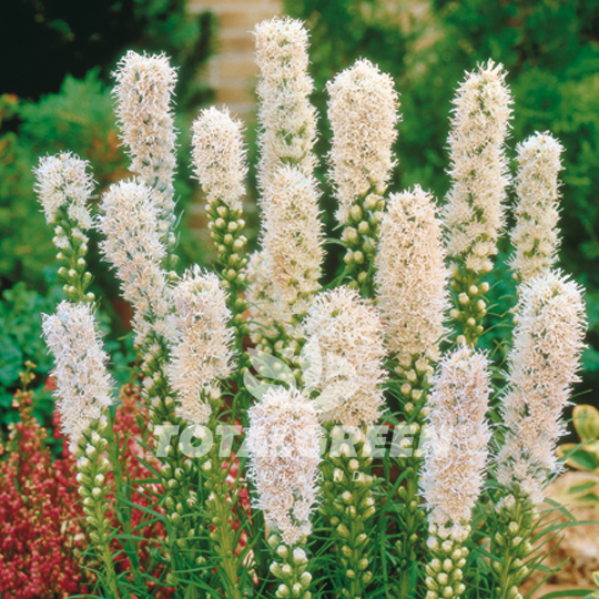 Liatris Alba