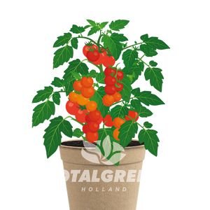 Biodegradable Grow Kit