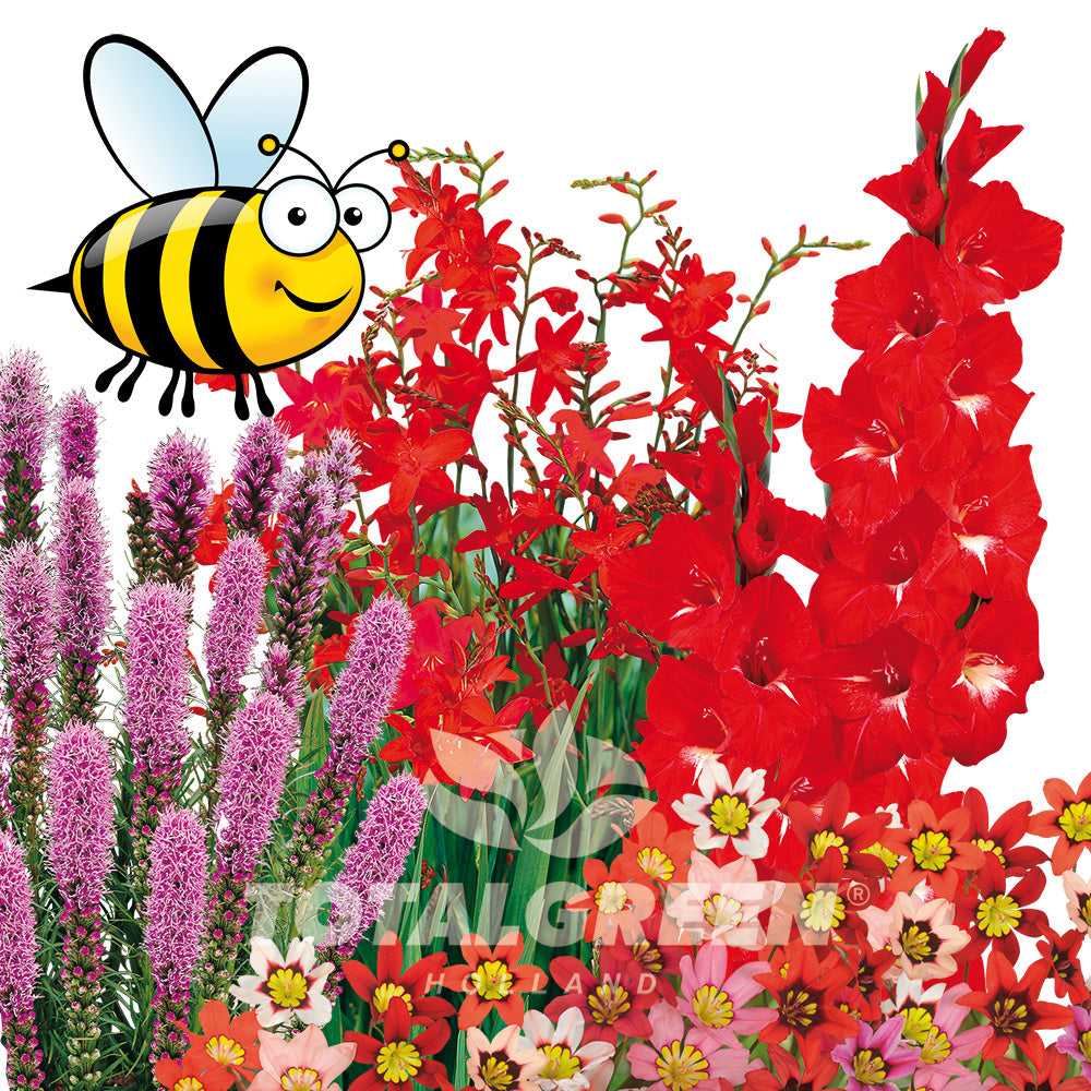 Pollinator Garden Summer Flowering