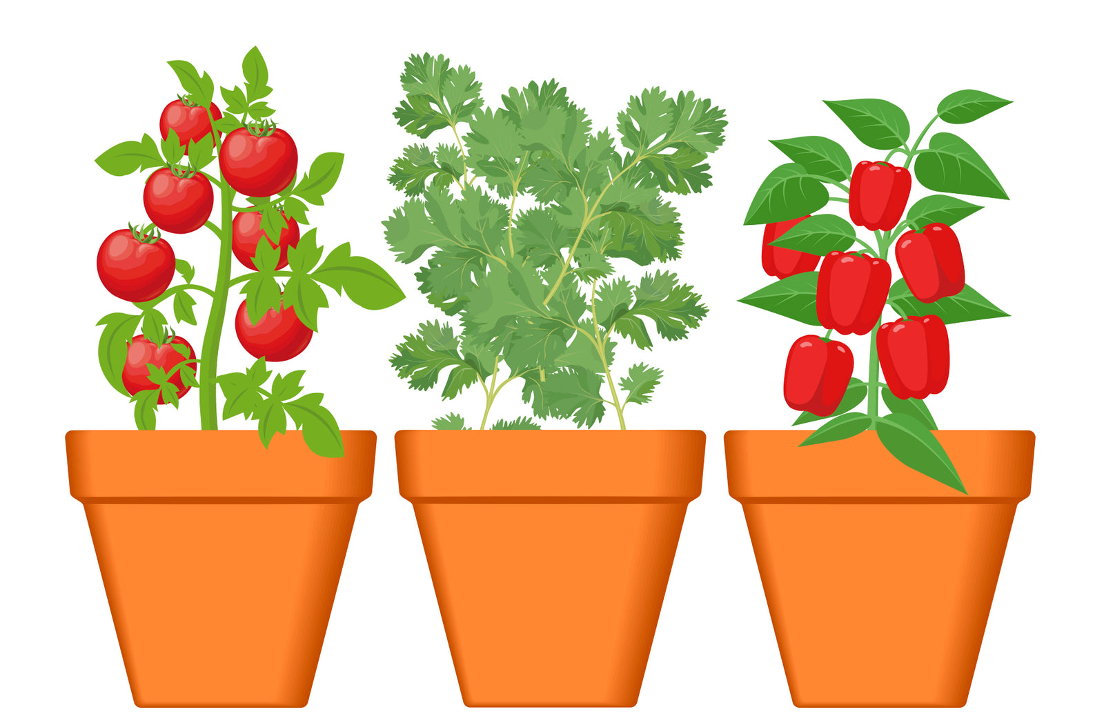 Kitchen Trio Grow Kit Tomato - Cilantro - Bell Pepper