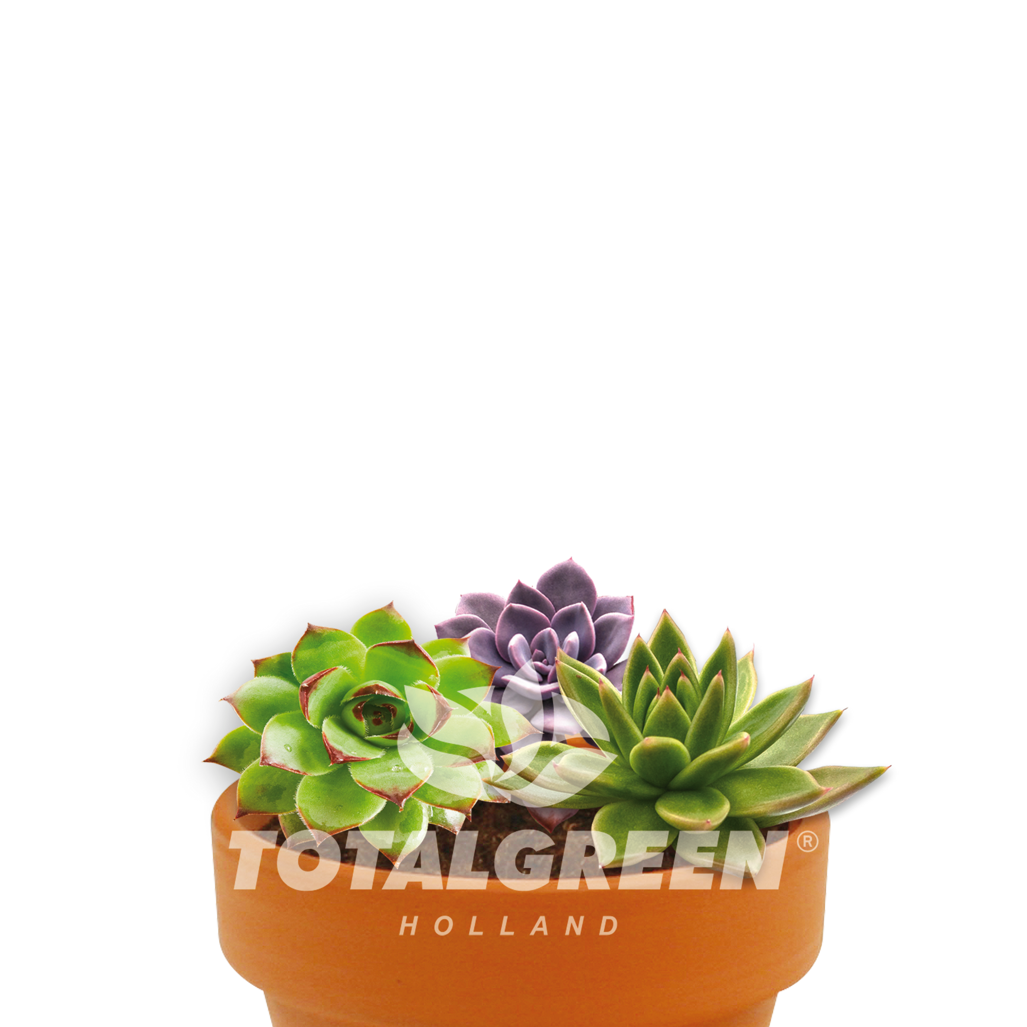 succulents holland Sempervivum Gift Grow Kit