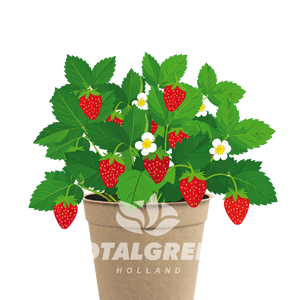 Biodegradable Grow Kit