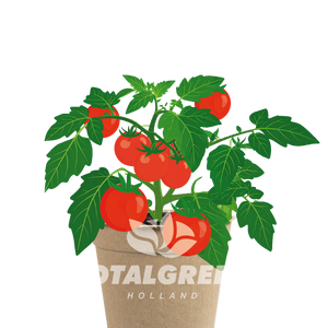 Biodegradable Grow Kit