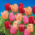 Tulips Darwin Hybrid red pink salmon