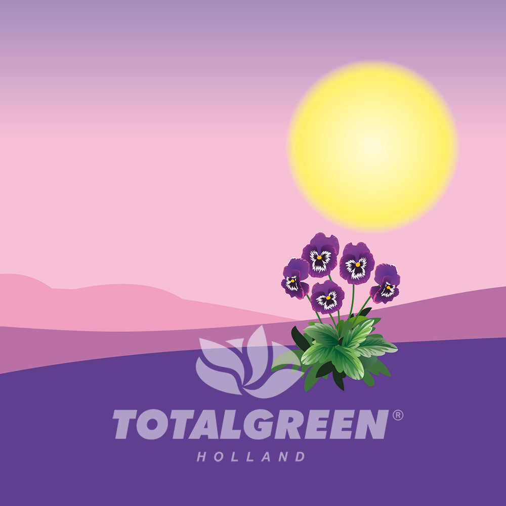 Mini Starter Garden Viola