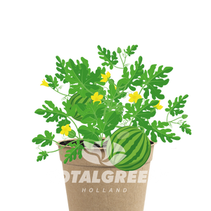 Biodegradable Grow Kit