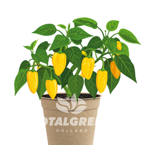 Biodegradable Grow Kit