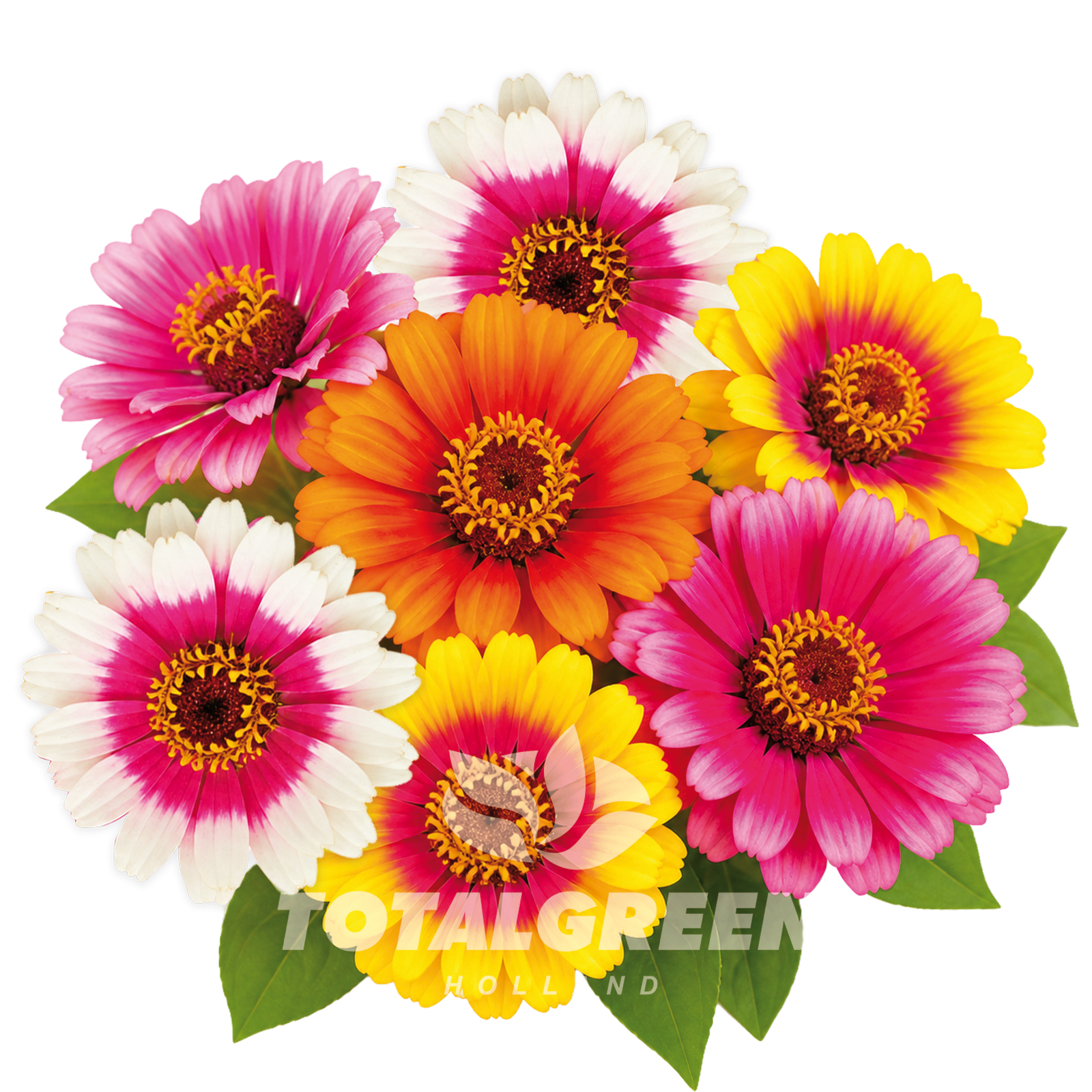 Zinnia Grow Kit in Pot