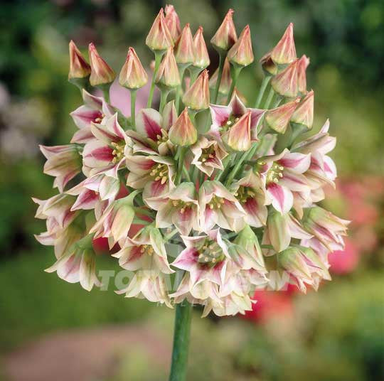 Allium Bulgaricum Flower Bulbs