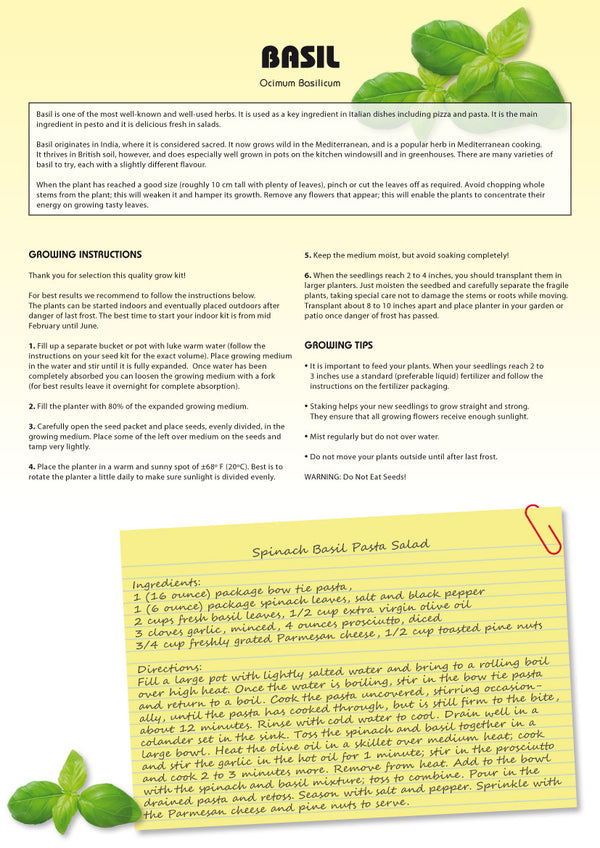 Basil care instructions (basil plant, basil plants, green leaves) Basil care instructions