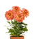 Dahlia Seed Grow Kit in Terracotta Pot
