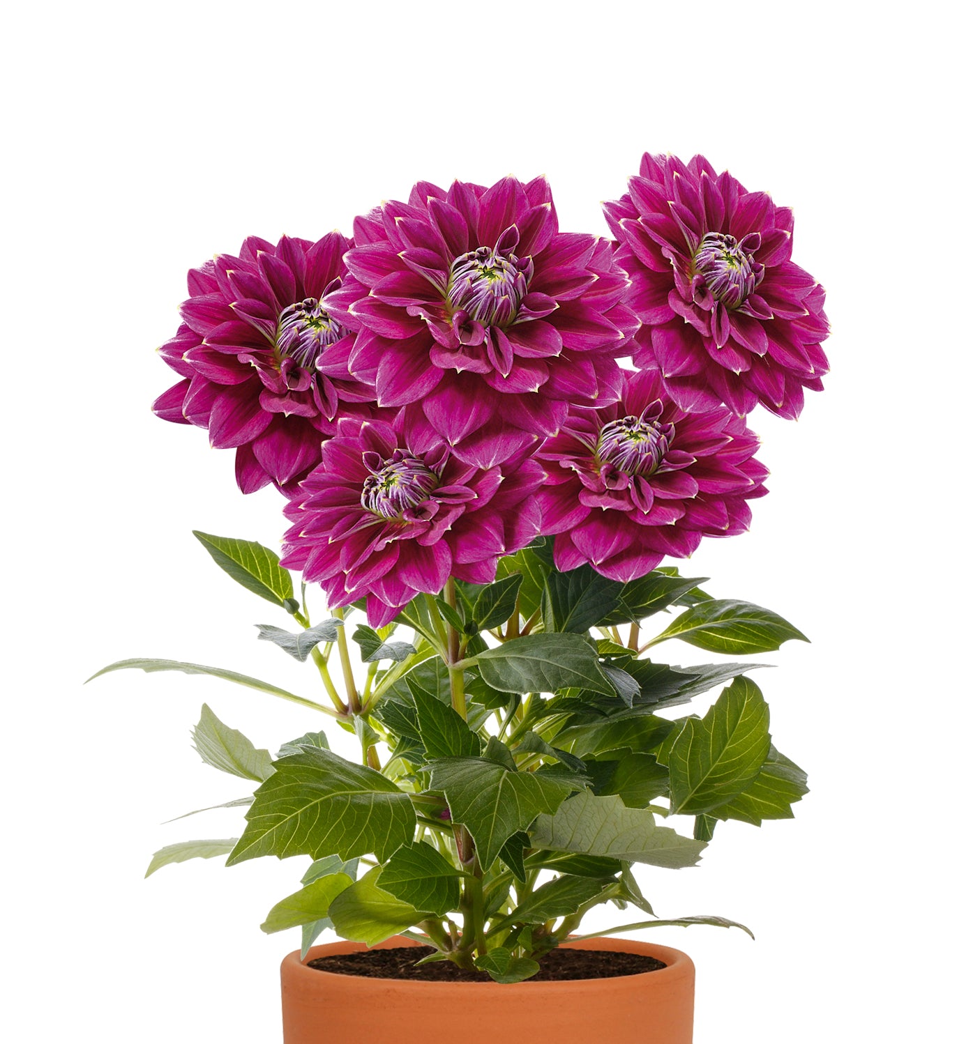 dahlia plant in pot Dahlia Seed Grow Kit in Terracotta Pot