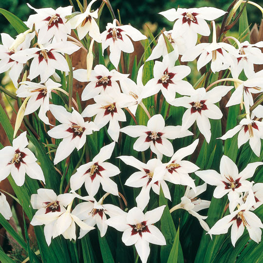 Peacock Orchids Acidanthera Flower Bulbs