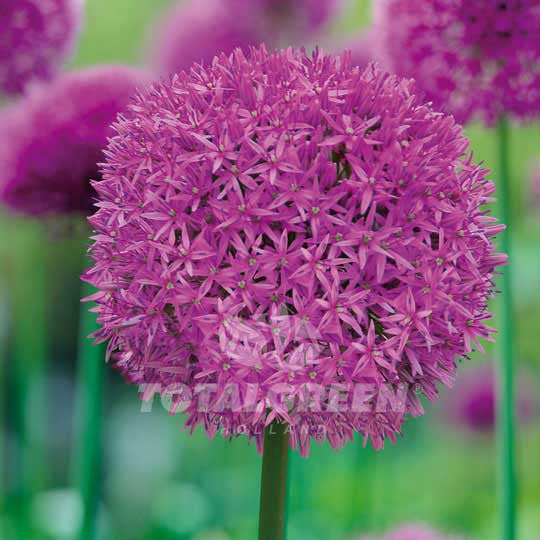 Alliums Aflatunense Flower Bulbs