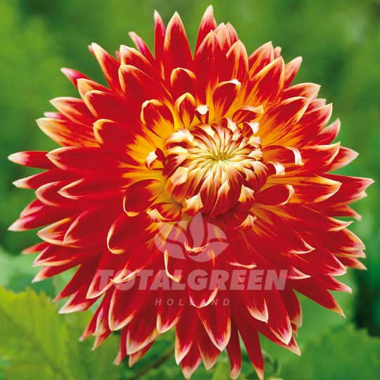 Dahlias Red-Yellow Flower Bulbs