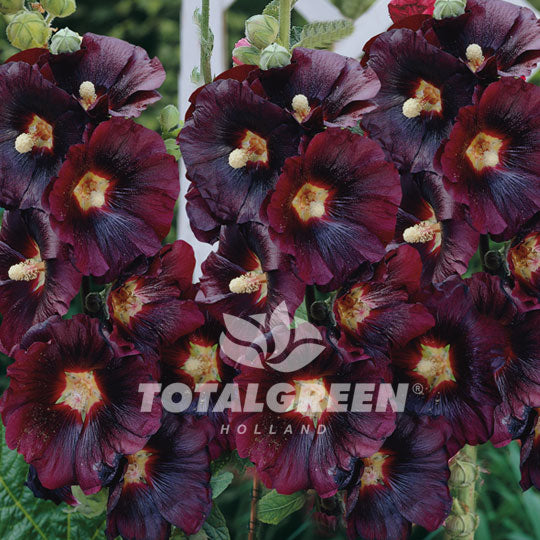 Hollyhock - Alcea Nigra