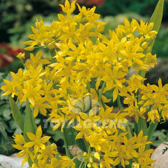 Allium Moly Luteum Flower Bulbs