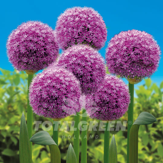 Allium Purple Sensation - Flower Bulb Information - TotalGreen Holland