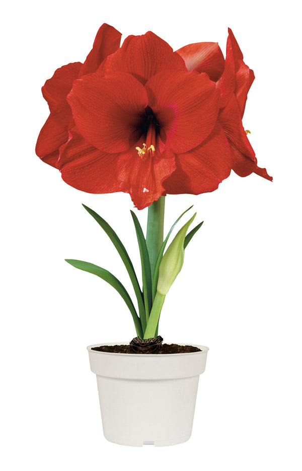 amaryllis-on-pot_600x.jpg?v=
