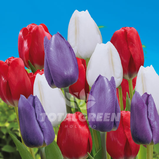 American Flag Tulips
