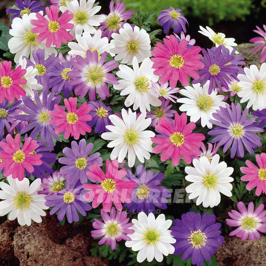 Anemones Blanda Mixed Grecian Windflower - Spring Flowering Flower Bulbs