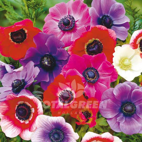 Anemones De Caen Mixed Windflower - Summer Flowering - TotalGreen