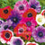 Anemones De Caen Mixed Windflower - Spring Flowering Flower Bulbs