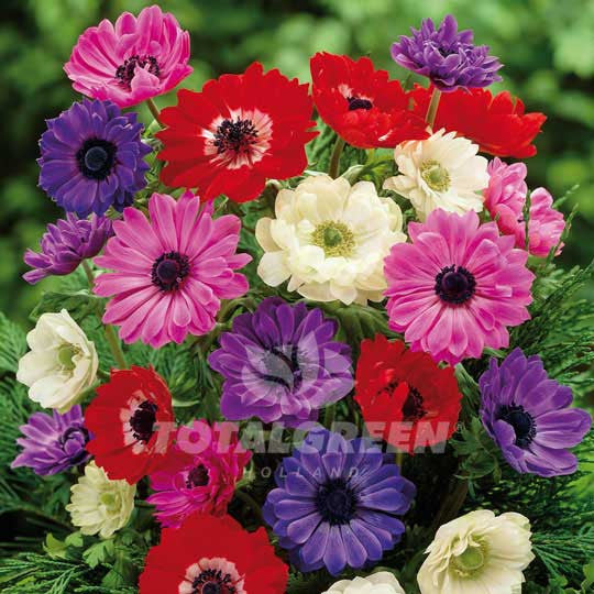 Anemones St Brigid Mixed Windflower Flower Bulbs