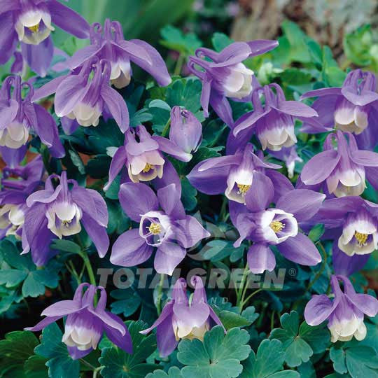 Columbine Aquilegia Purple - Planting Instructions