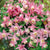 Columbine Aquilegia Pink Flower Bulbs