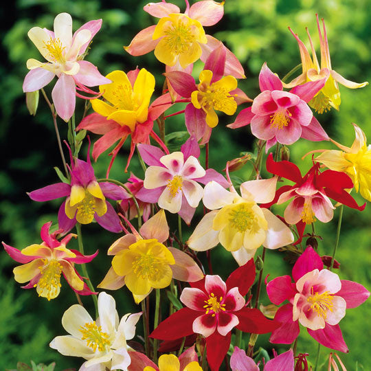 Aquilegia Mckana Giants mix