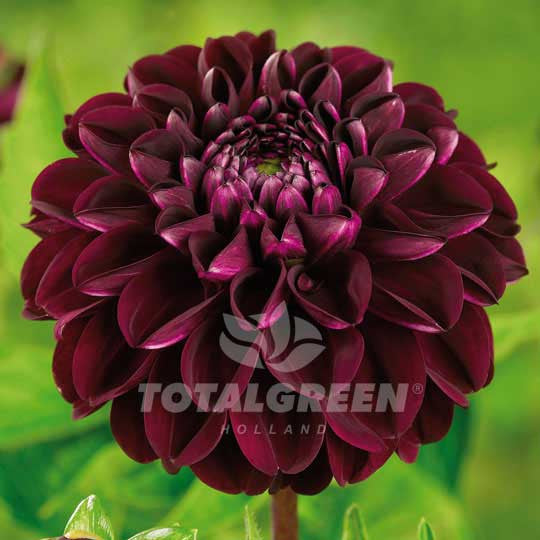 dahlia arabian night seeds Dahlias Arabian Night - Planting Information