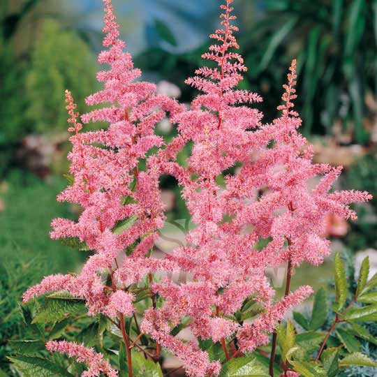Astilbe False Spirea Pink Flower Bulbs