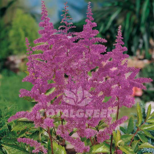 Astilbe False Spirea Purple Flower Bulbs