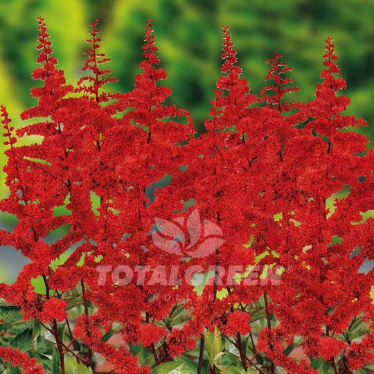 Astilbe False Spirea Red Flower Bulbs
