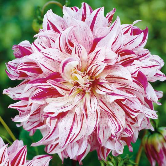 Dahlias Avignon Flower Bulbs